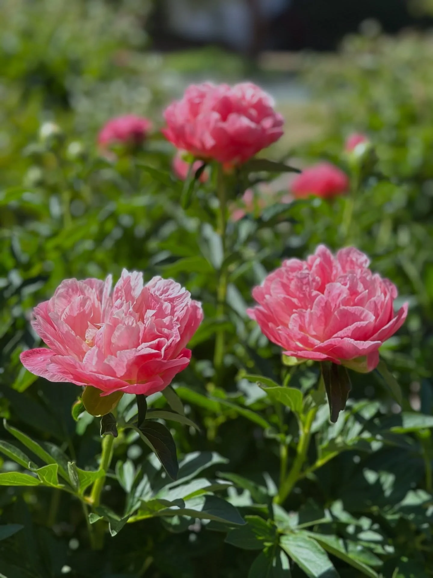 The first peonies are blooming here on the farm and we couldn&rsquo;t be happier! 🌸