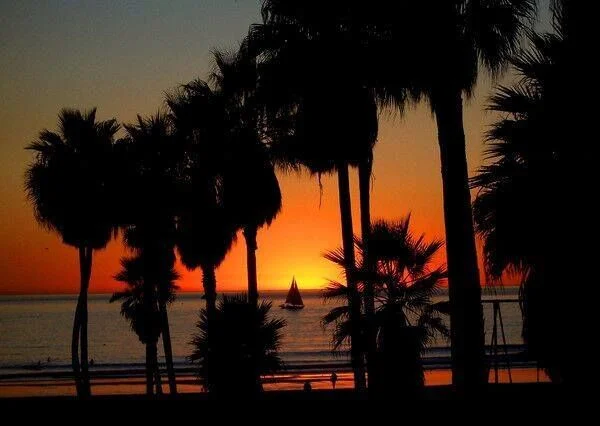 Another day comes to an end. What shall we do tomorrow?#photography #Venice #beach #losangeles #cali #socal #sunset #palmtrees