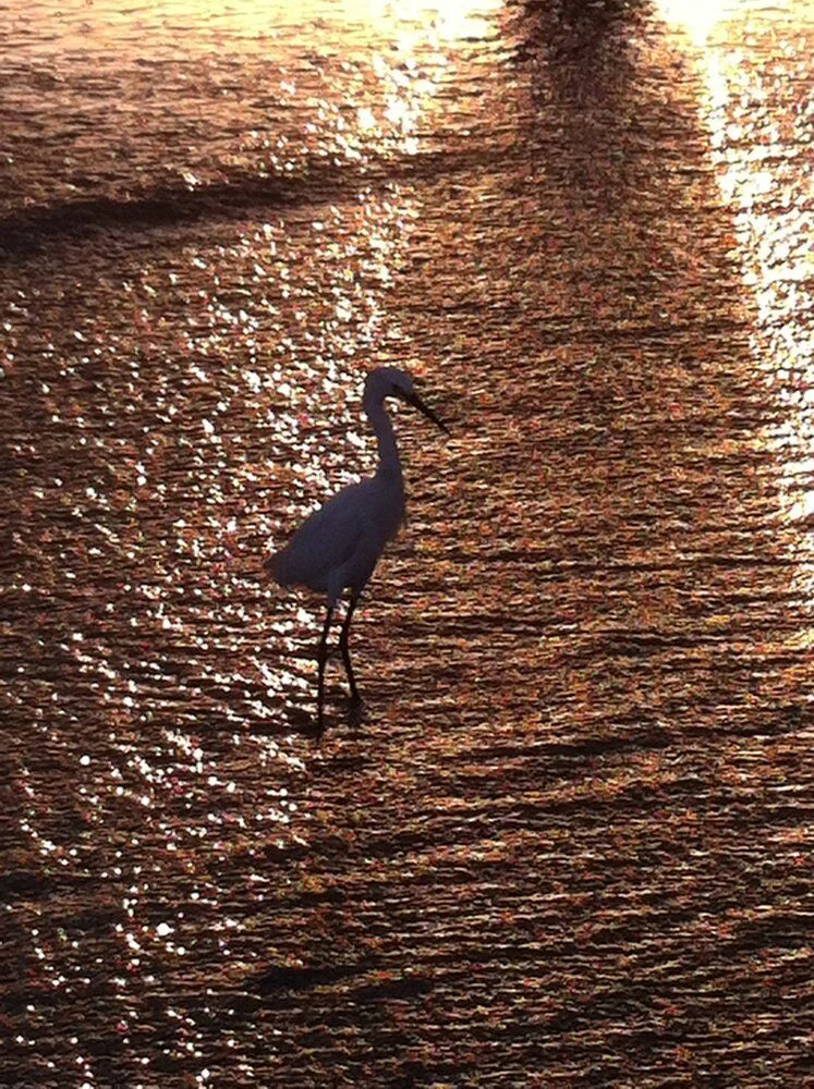 You never know what you’ll find in a pool of tranquility. You may even make a new friend. #venice #losangeles #cali #socal #beach #sunset #pacific #birds
