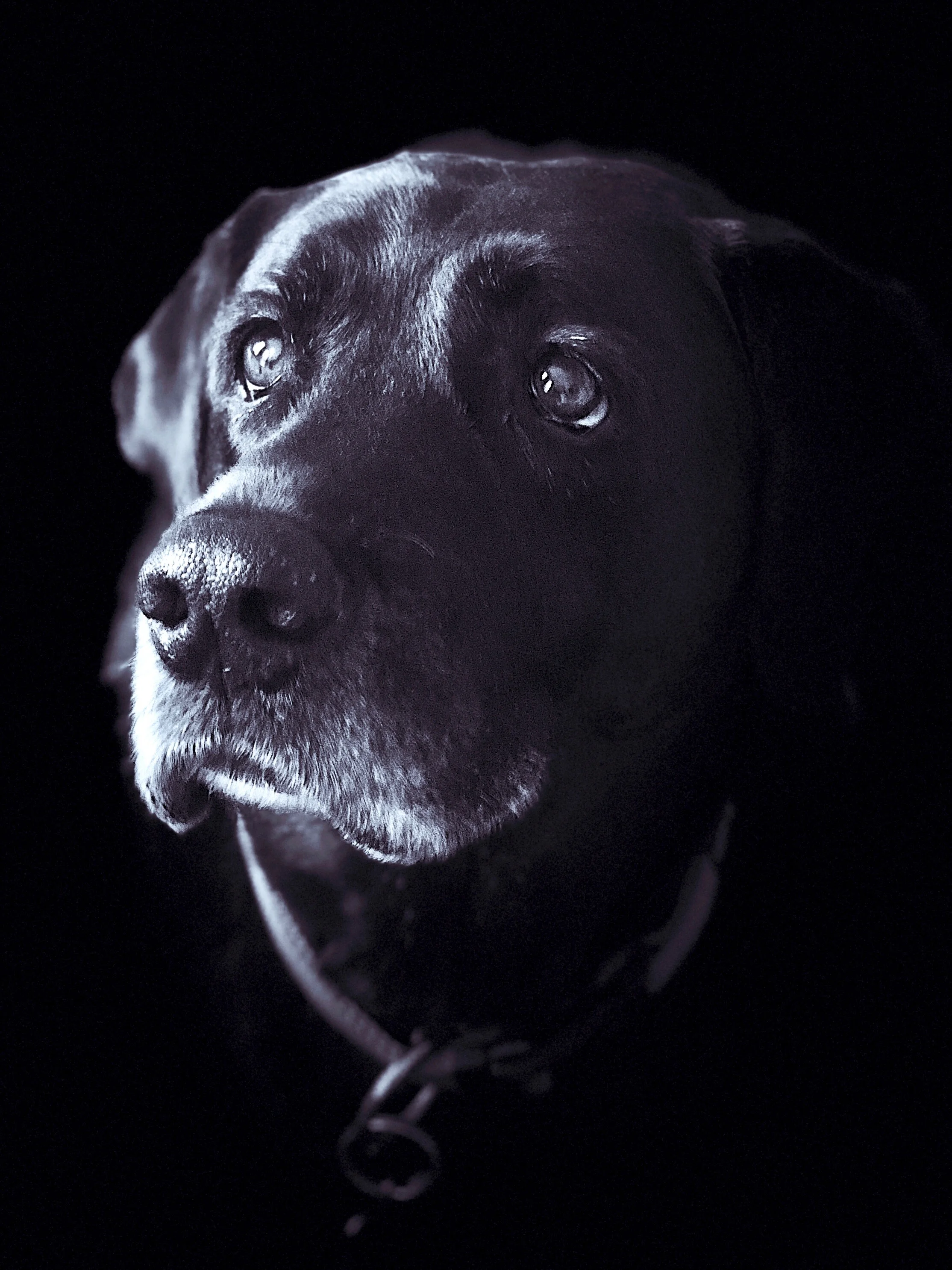 Ryder