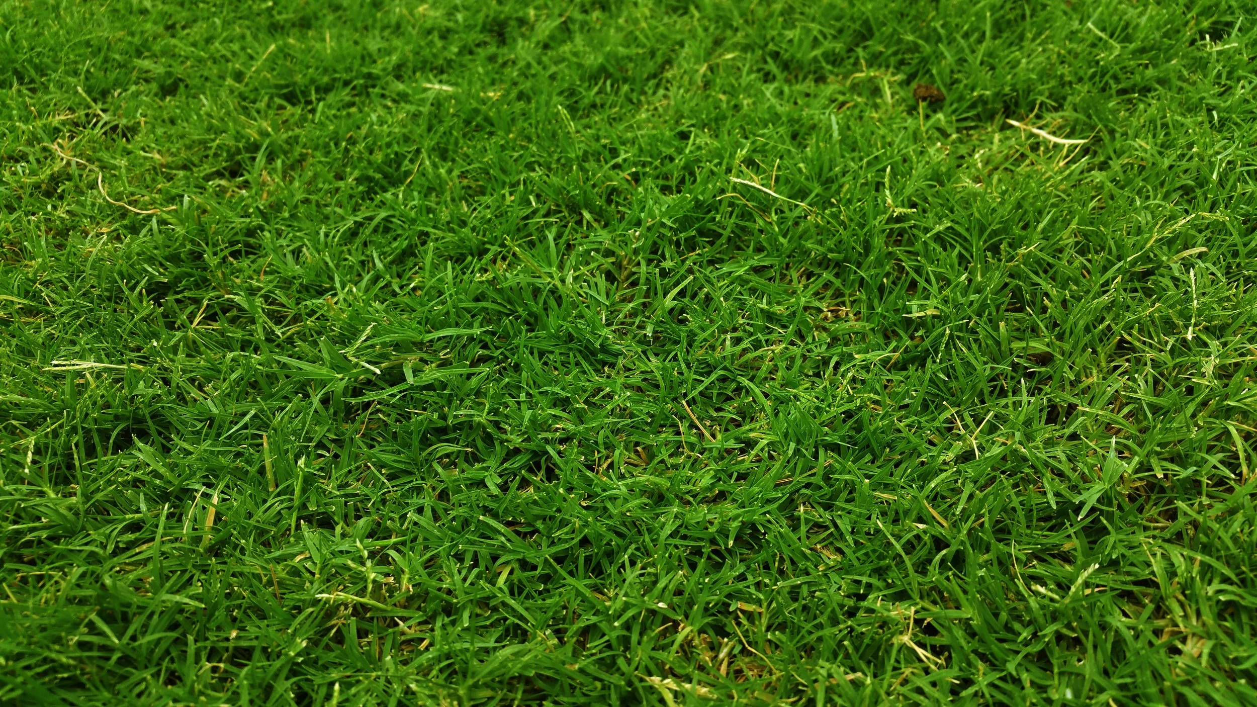 pexels-photo-186230.jpeg