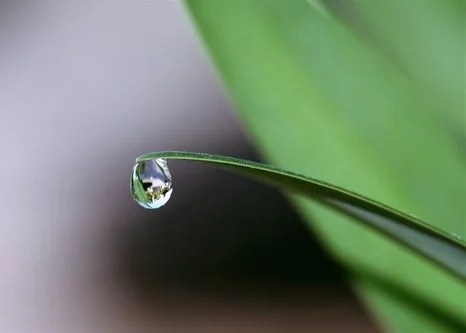 blade-of-grass-blur-bright-432786.jpg