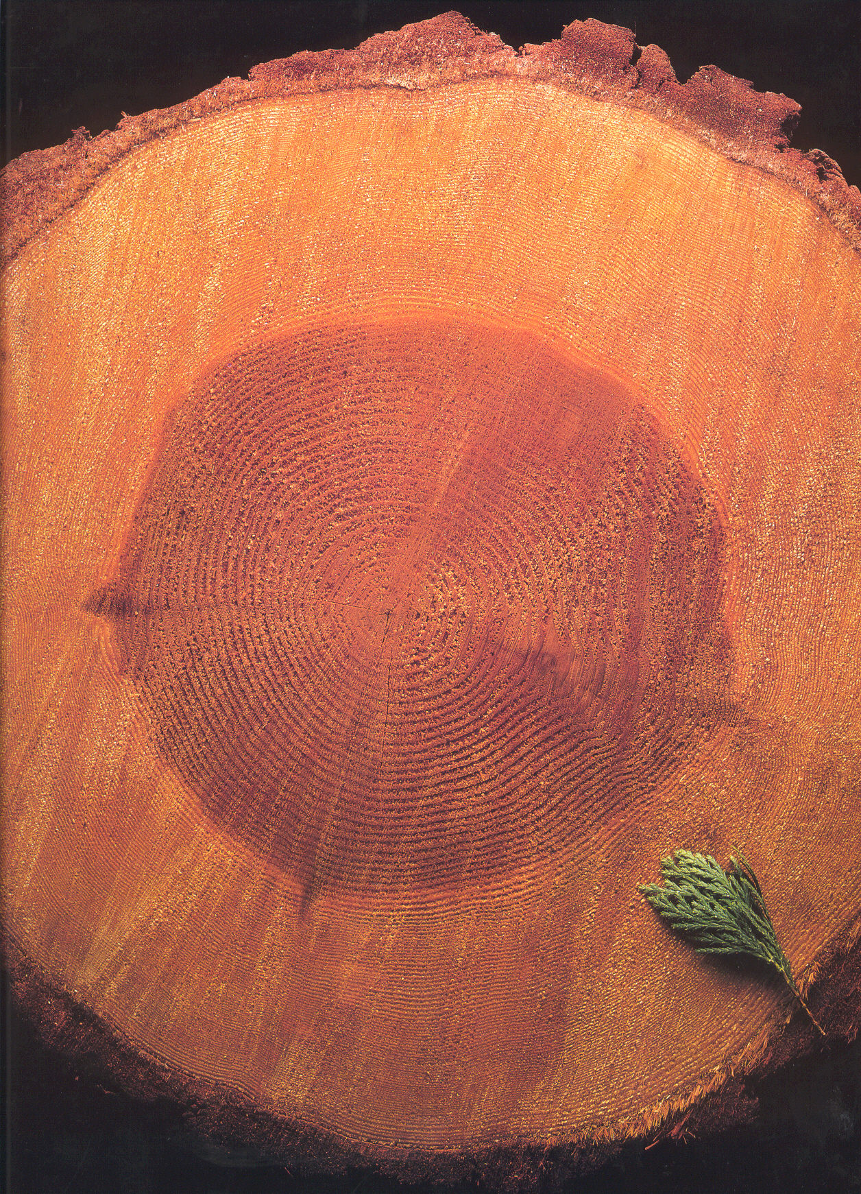 4 - Incense cedar log cross section.jpg