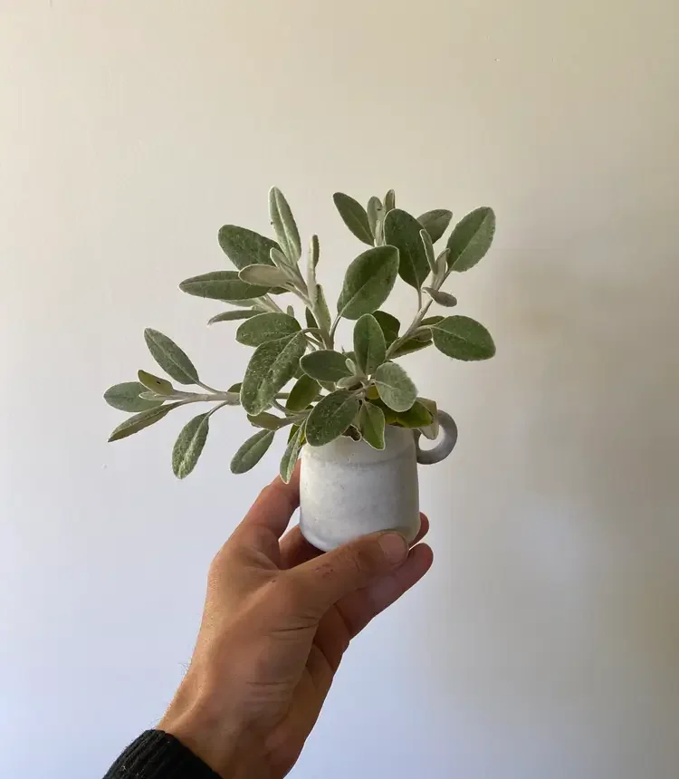 Plant in a ceramic vase -- The Mud Room About Us