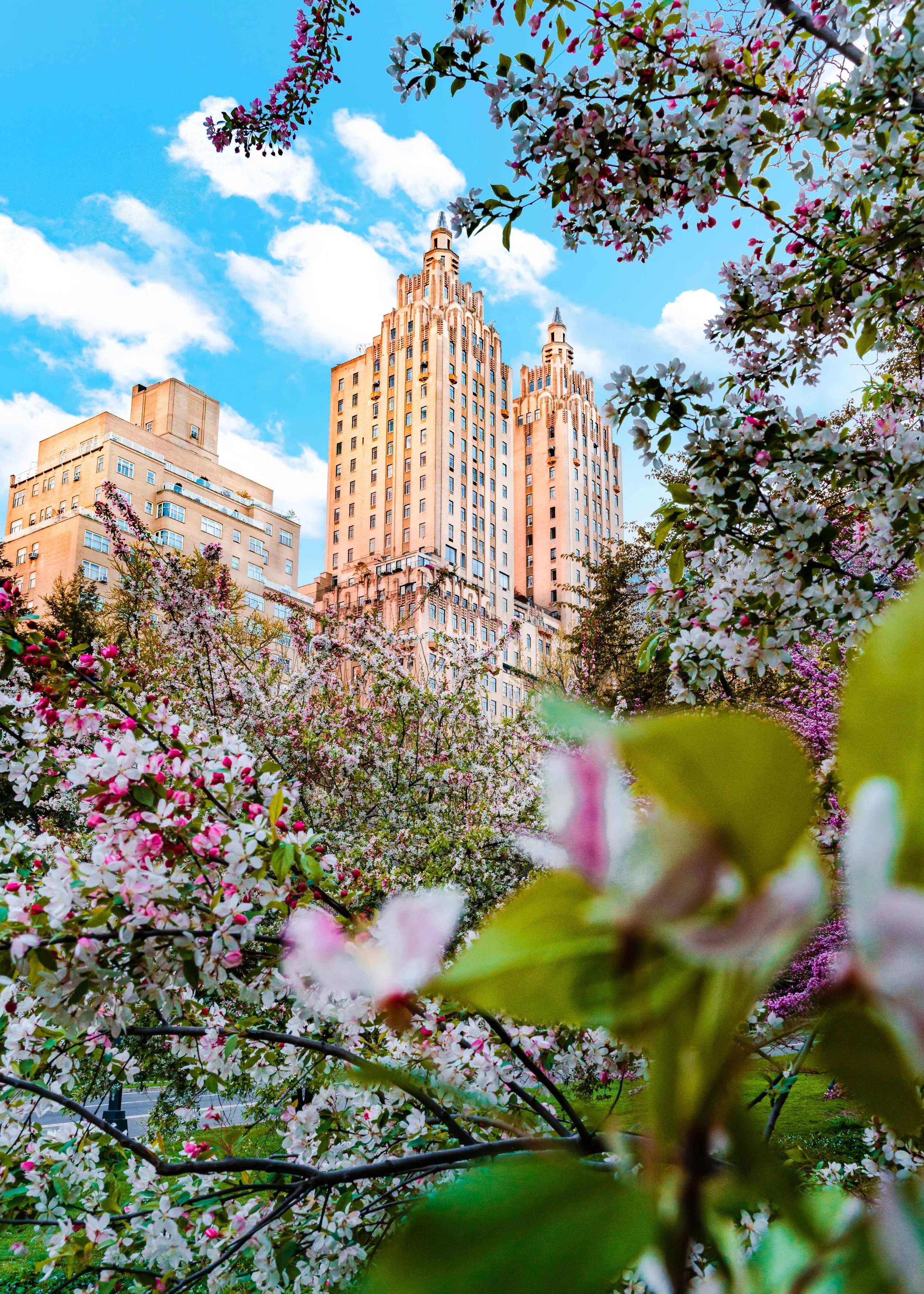 Central Park.jpg