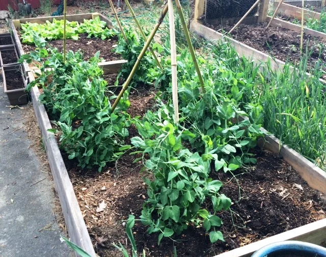 Garden peas.jpg