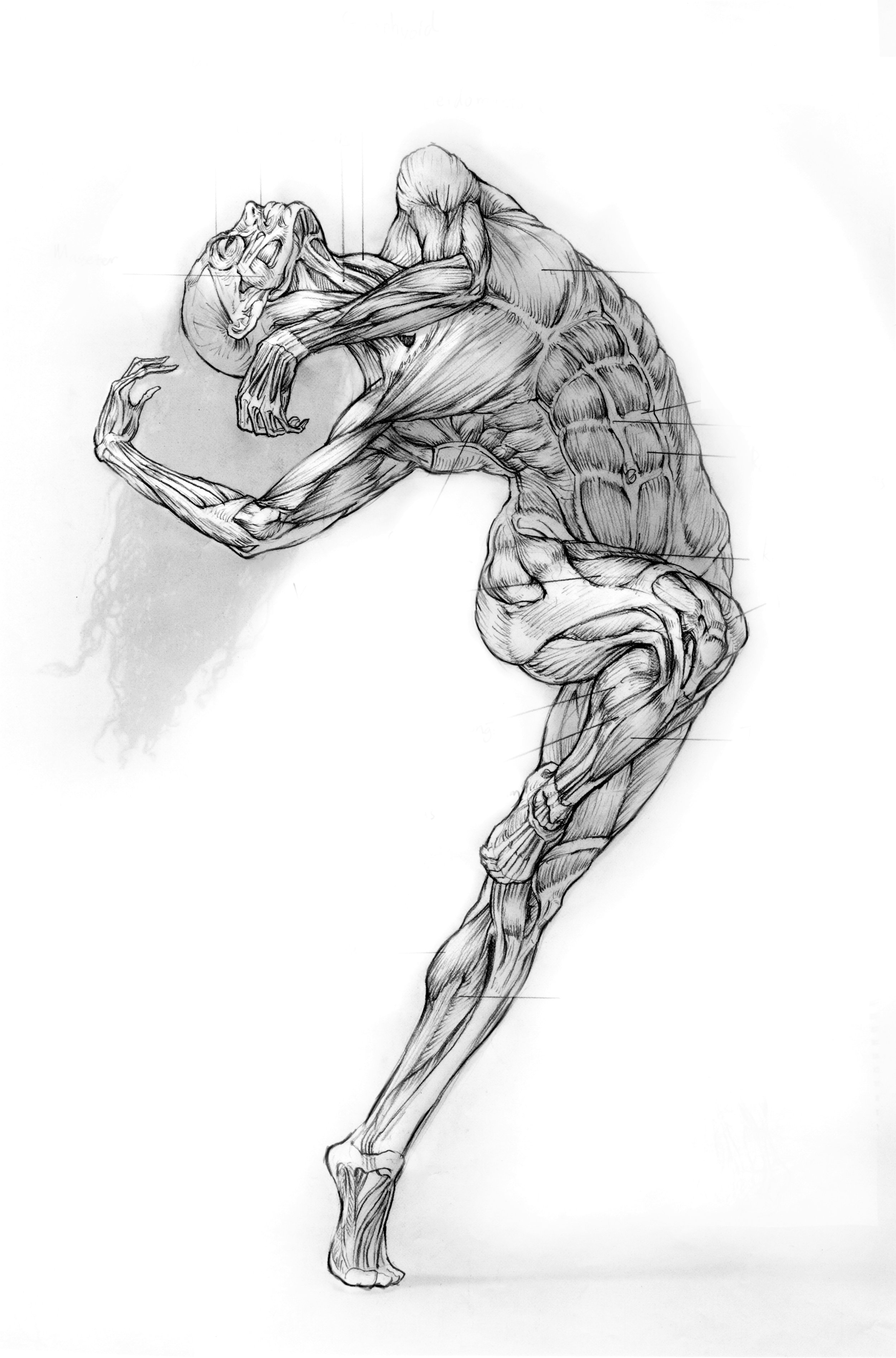human body anatomy 