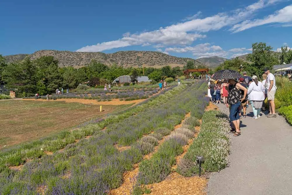 Lavender Fest at Chatfield 