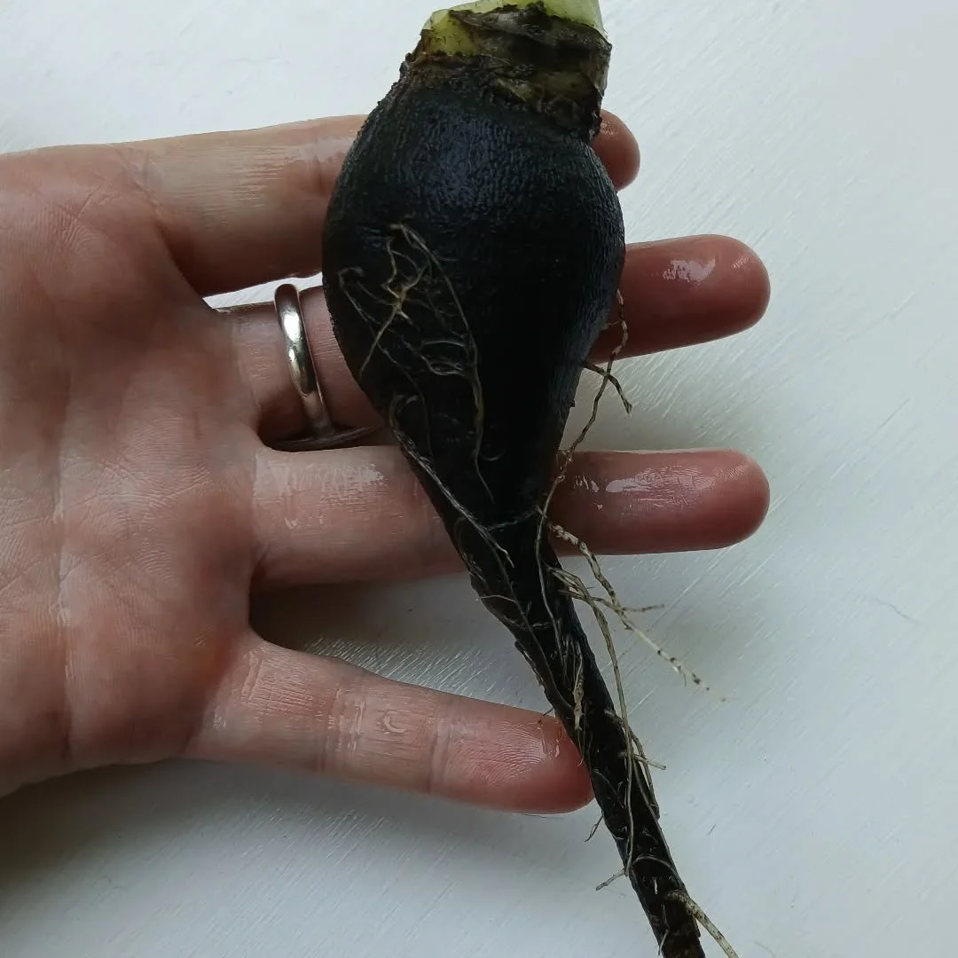 Black raddish