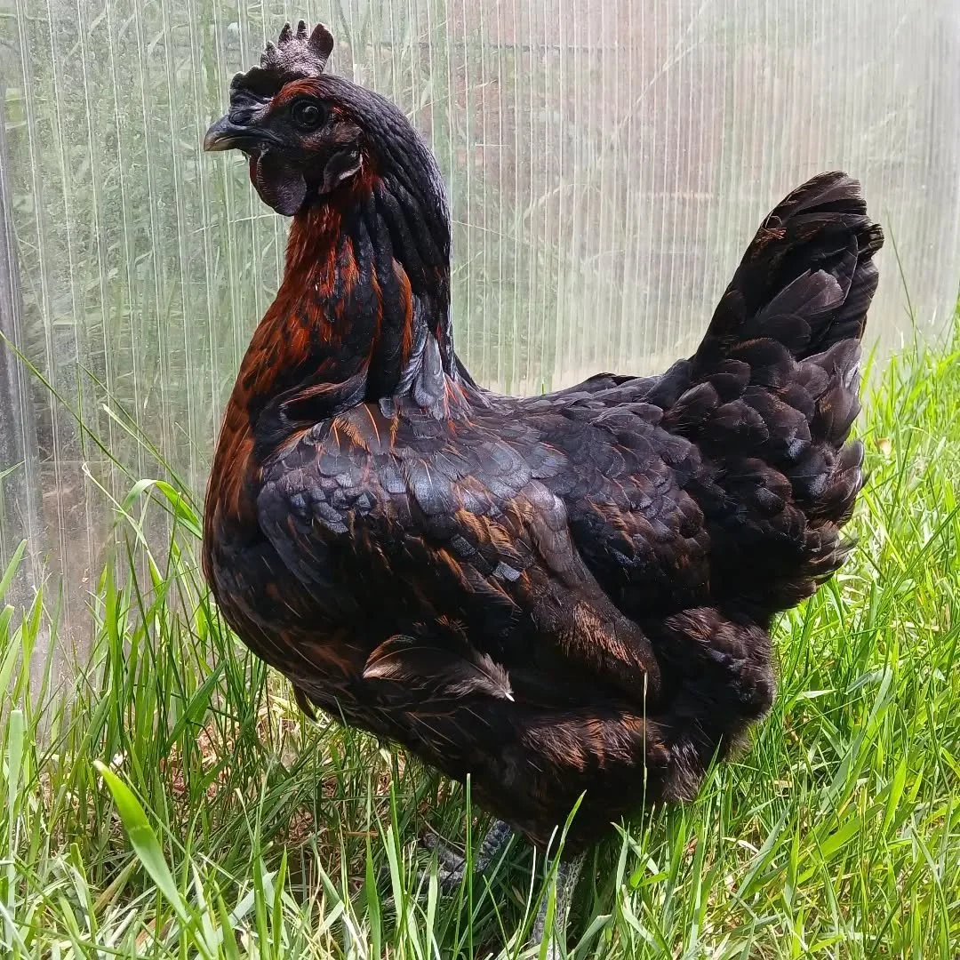 What kind of chicken is she? 🖤
