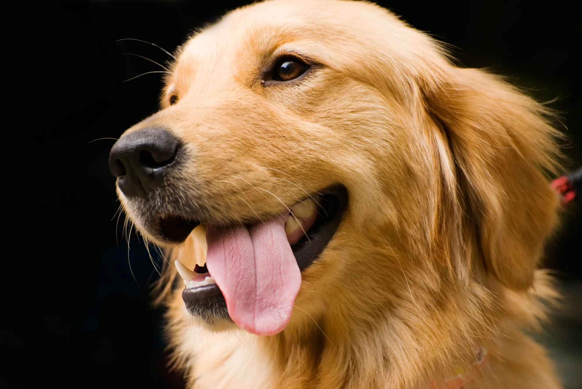golden retriever companions