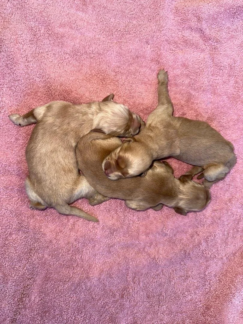 Females
