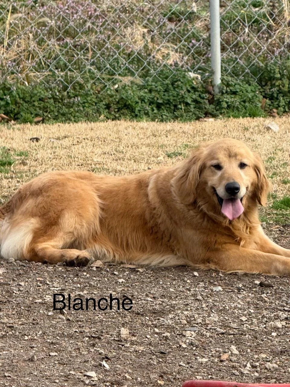 Blanche