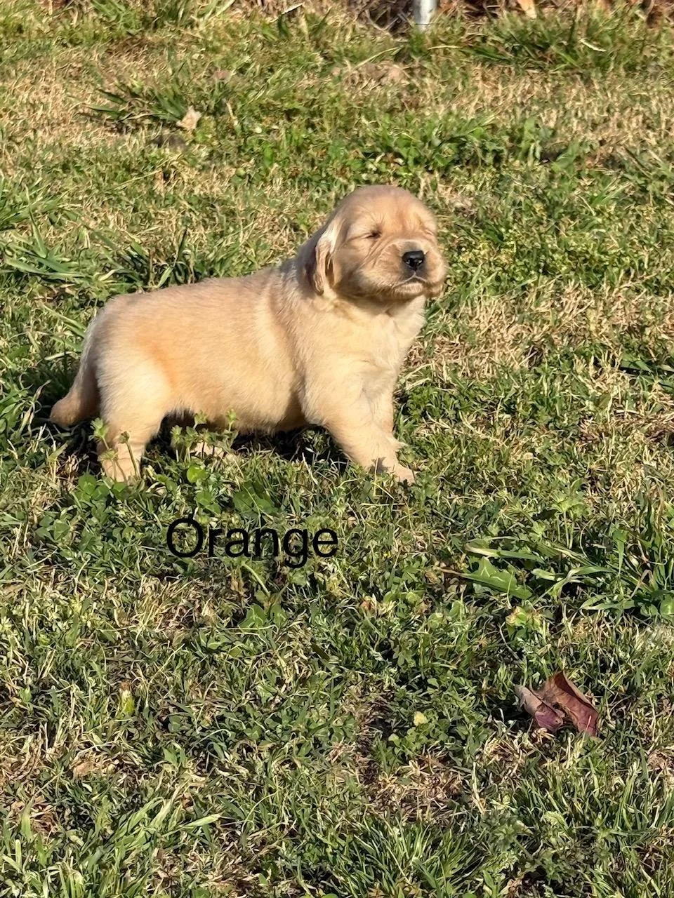 Orange Female