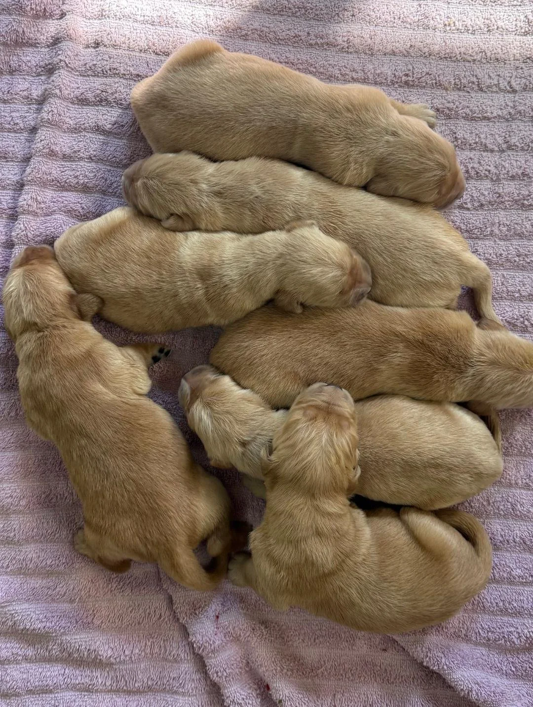 Males