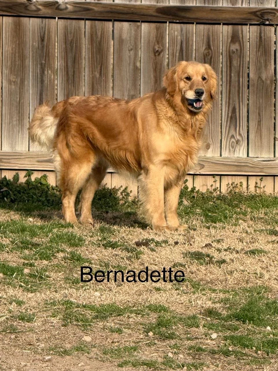 Bernadette