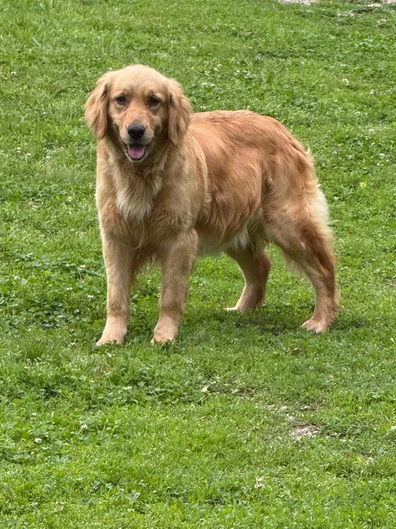 Dolly