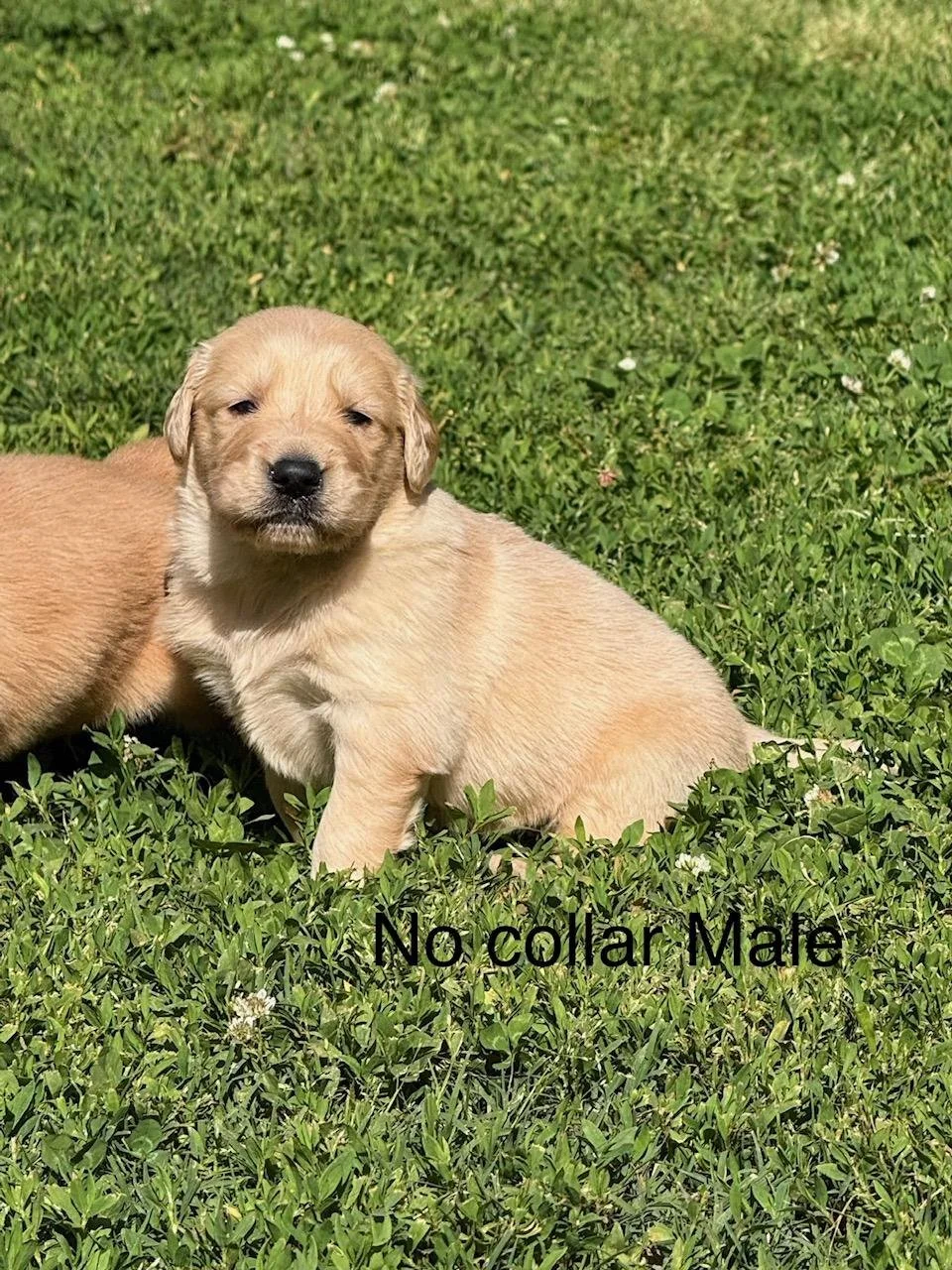 No colllar Sold