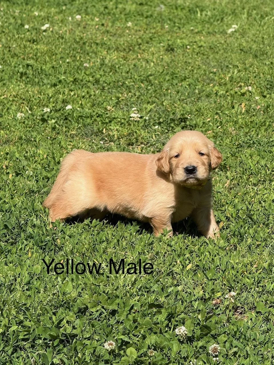 Yellow Sold