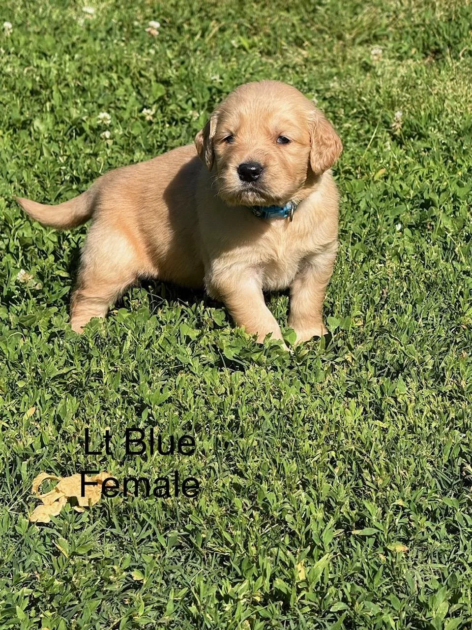 Lt Blue Sold