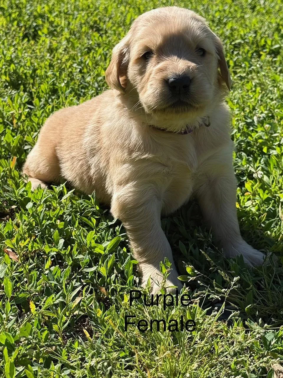Purple Sold