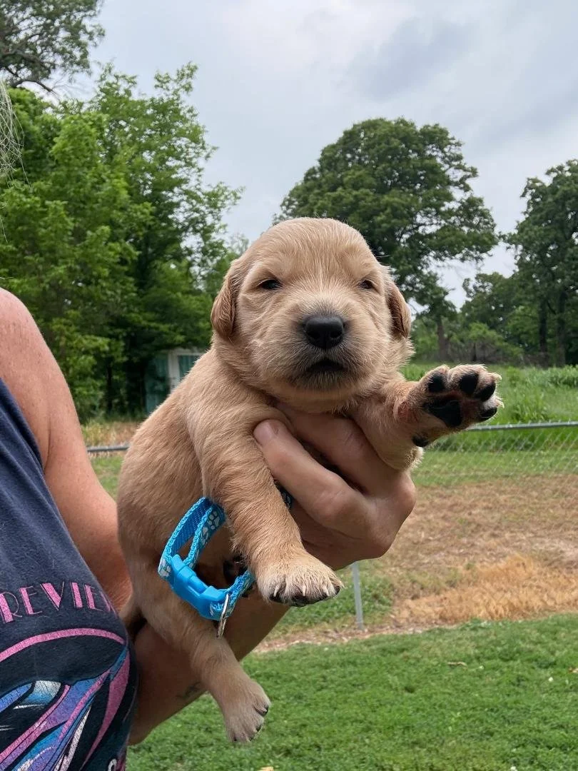 Lt Blue Female