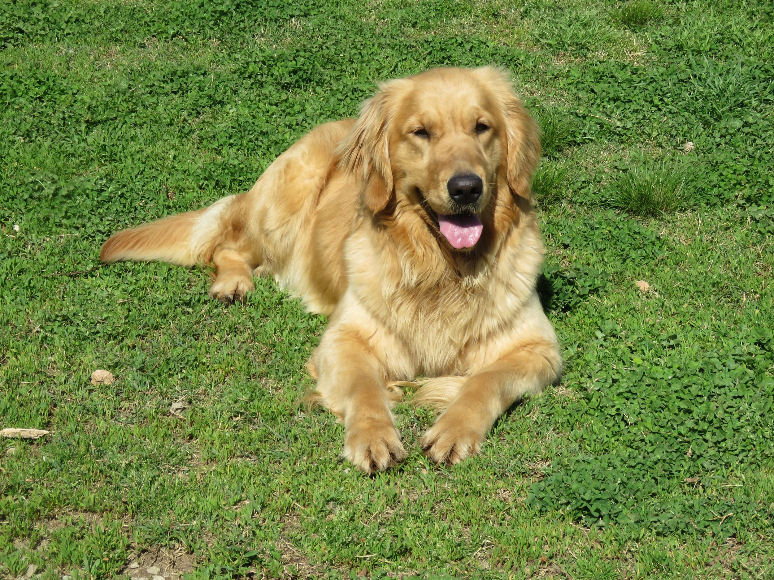 Zeeba