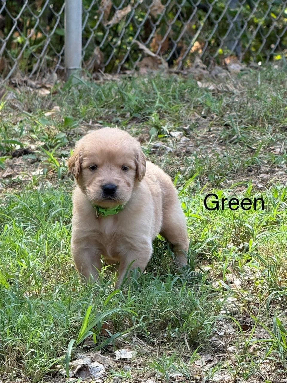 Male Available