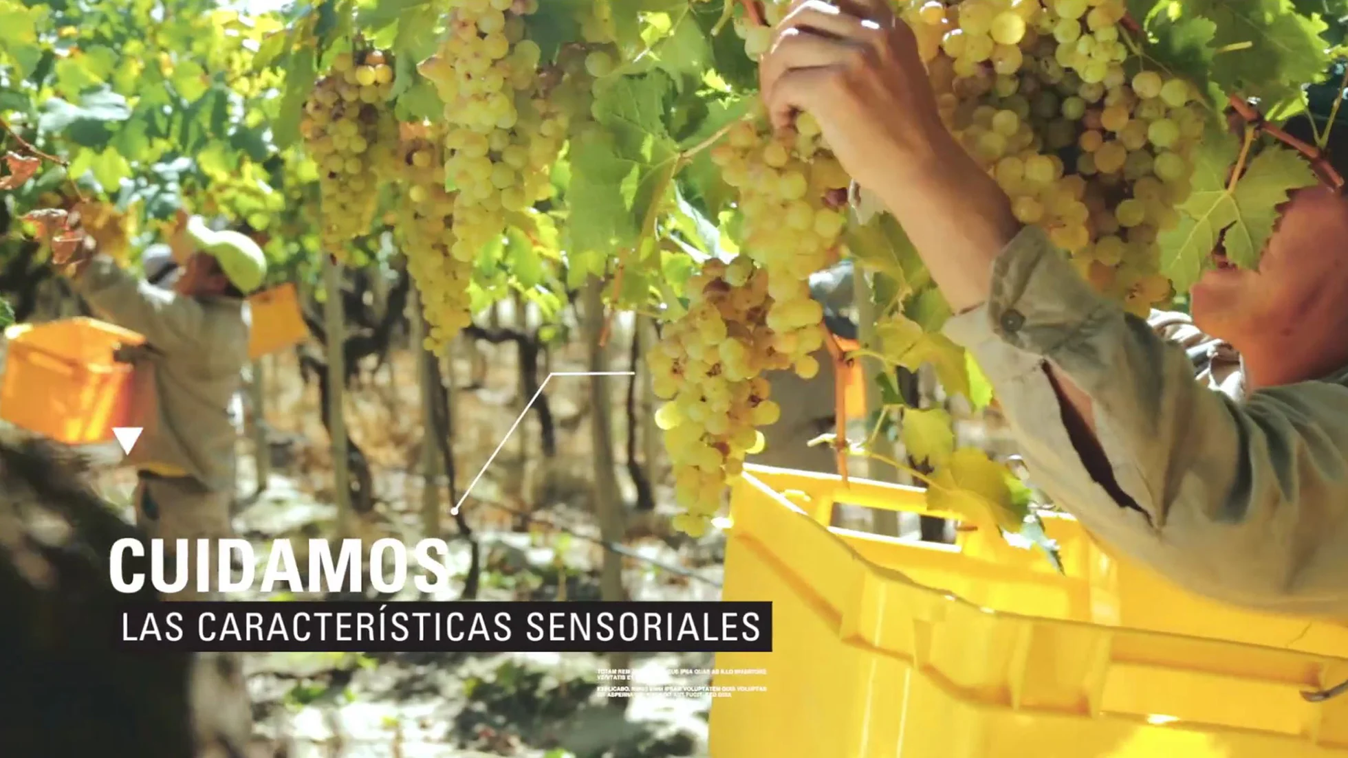 2018-06-22-11_42_34-PERNOD-RICARD---Video-explicativo-de-proceso-productivo-on-Vimeo.jpg