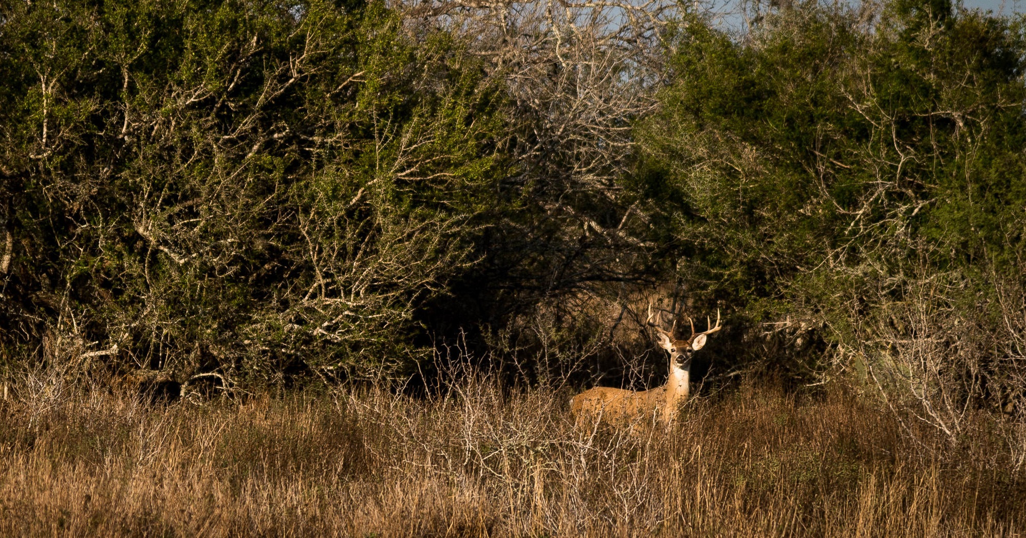 Texas Whitetail — Mariposa Ranch