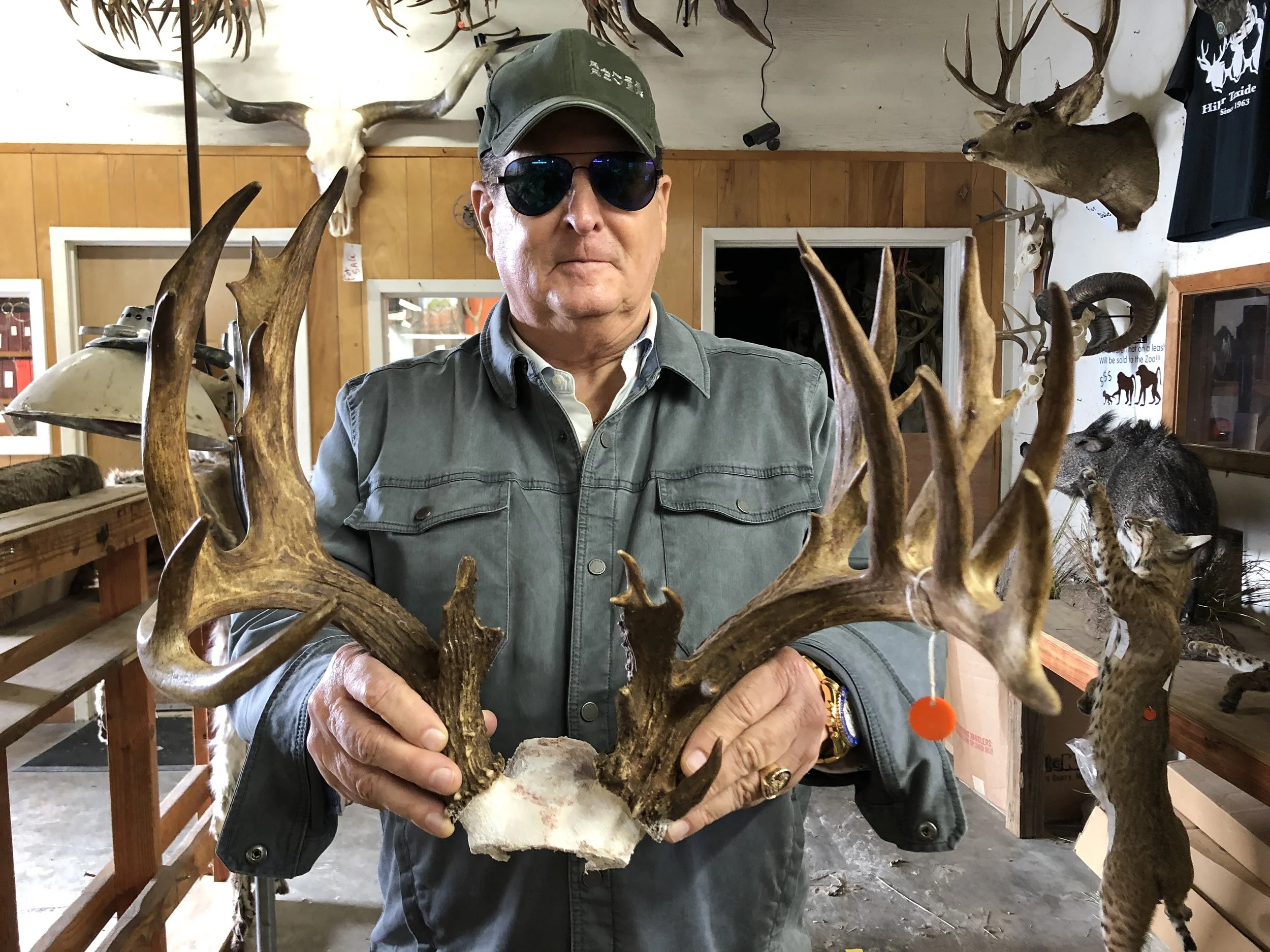 When Do Whitetail Rut in South Texas