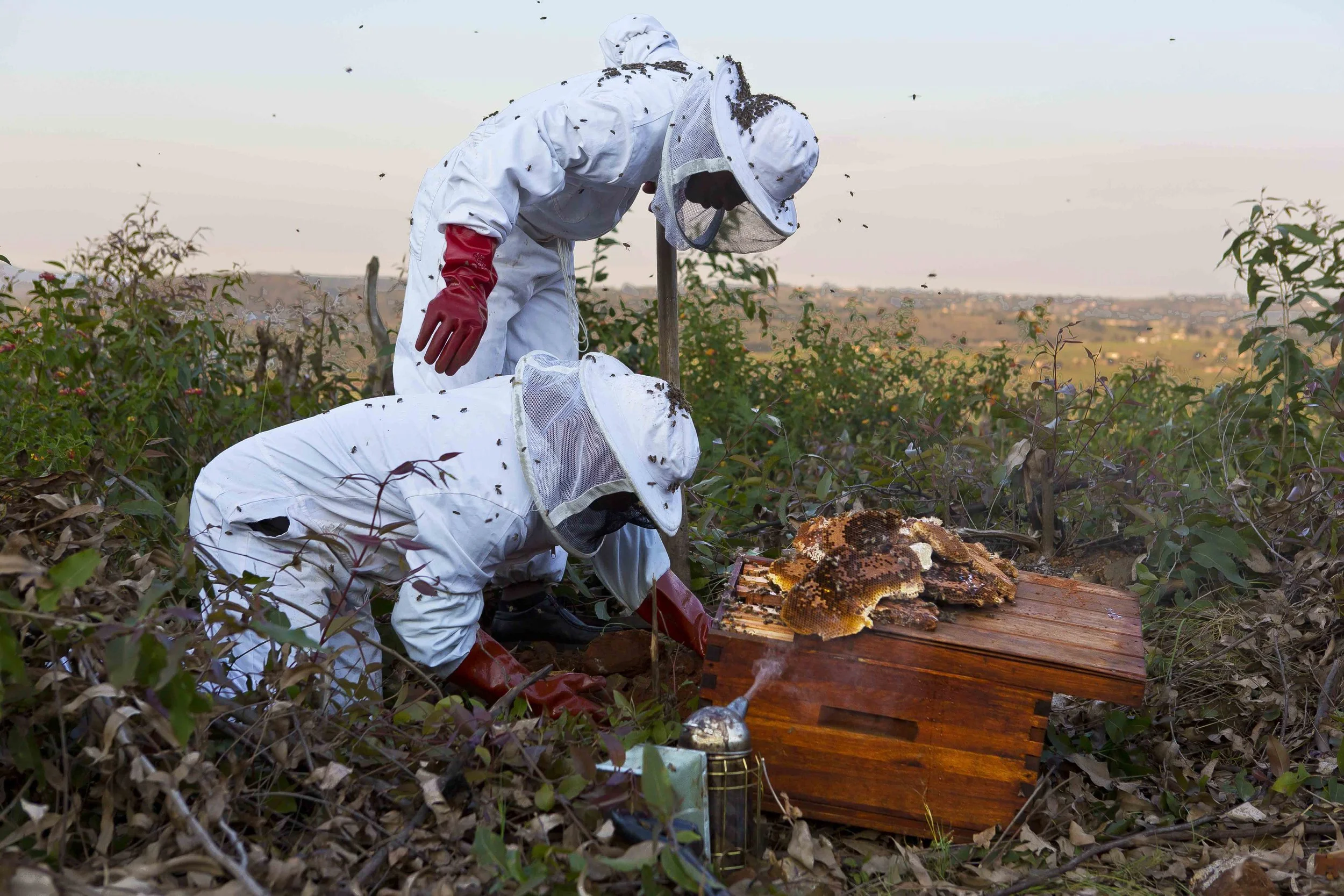 Swatini: Bee-Keeping Project