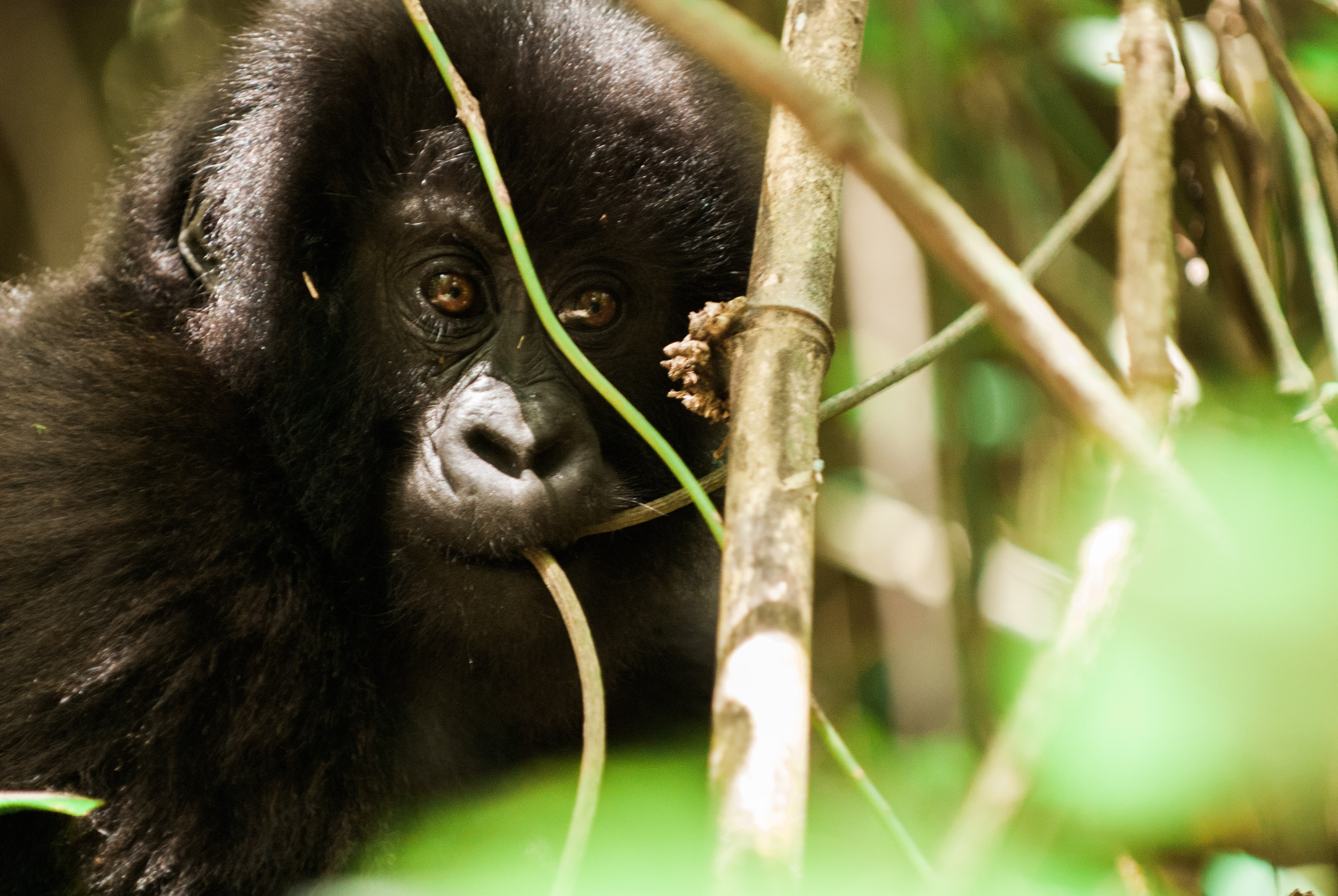  A young mountain gorilla in the bamboo forests of Mount Sabyinyo. 