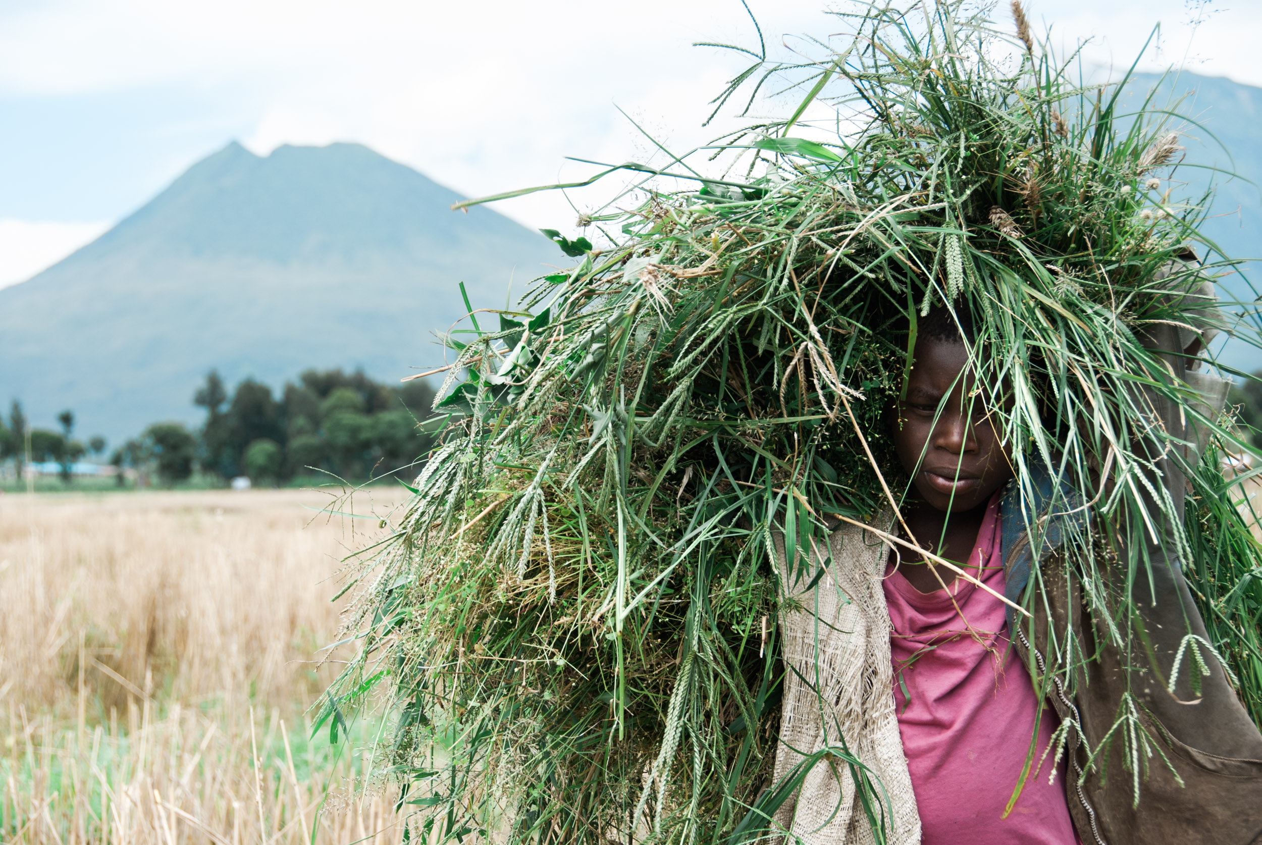  A boy carries grass for his family's thatched hut in the farmlands below the Virunga volcanoes. 