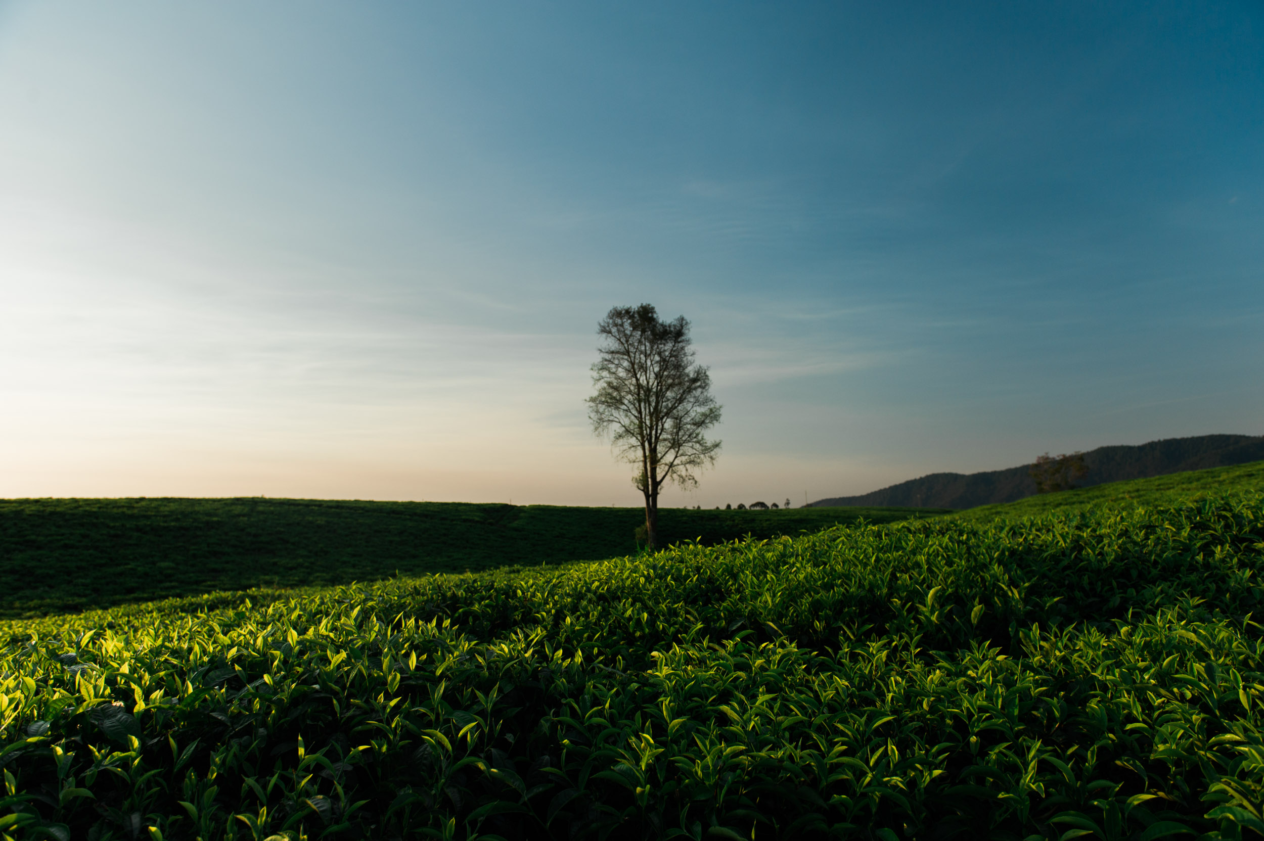  A lone tree stands in the middle of Gisakura Tea Estate, one of the country's largest tea plantations. 