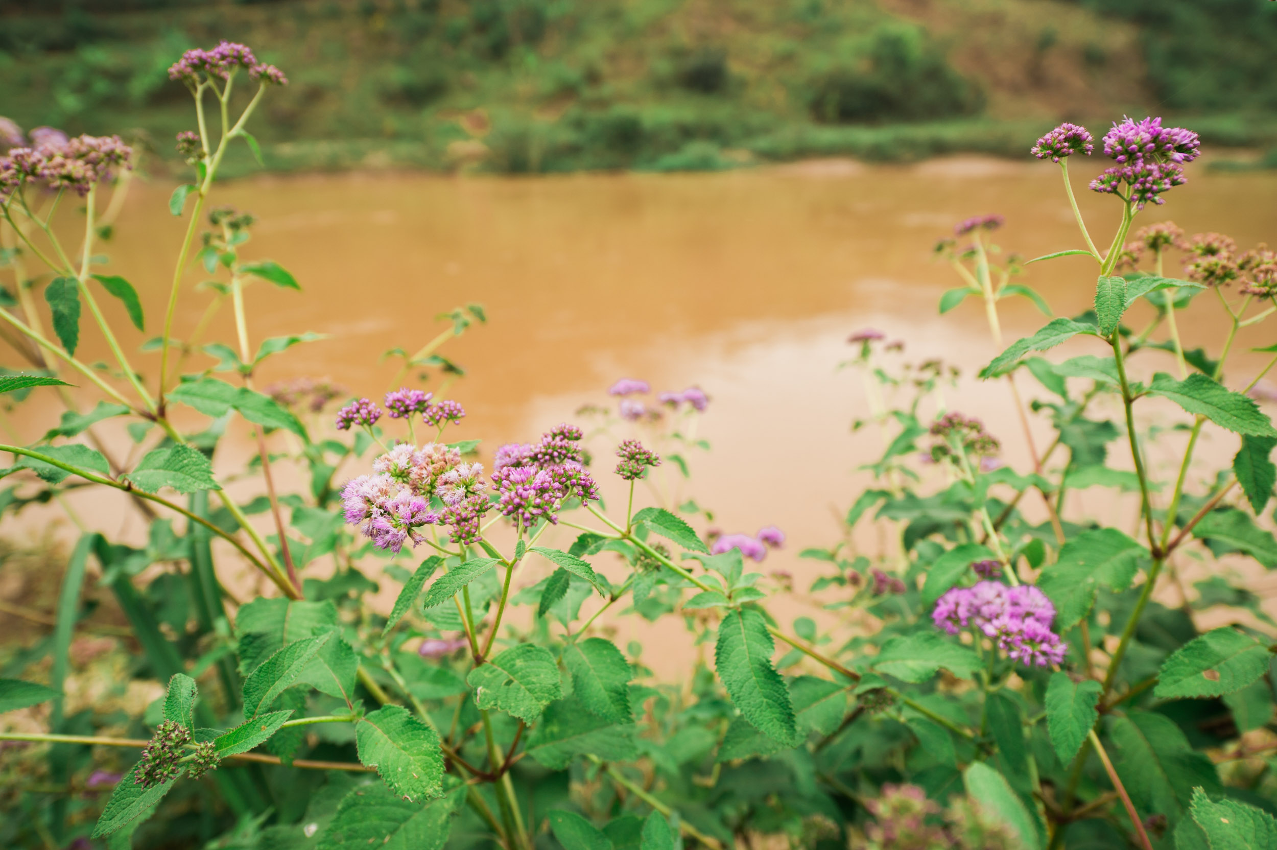  Flowers along the muddy, crocodile-filled waters of Rwanda's largest river, Nyabarongo.&nbsp; 
