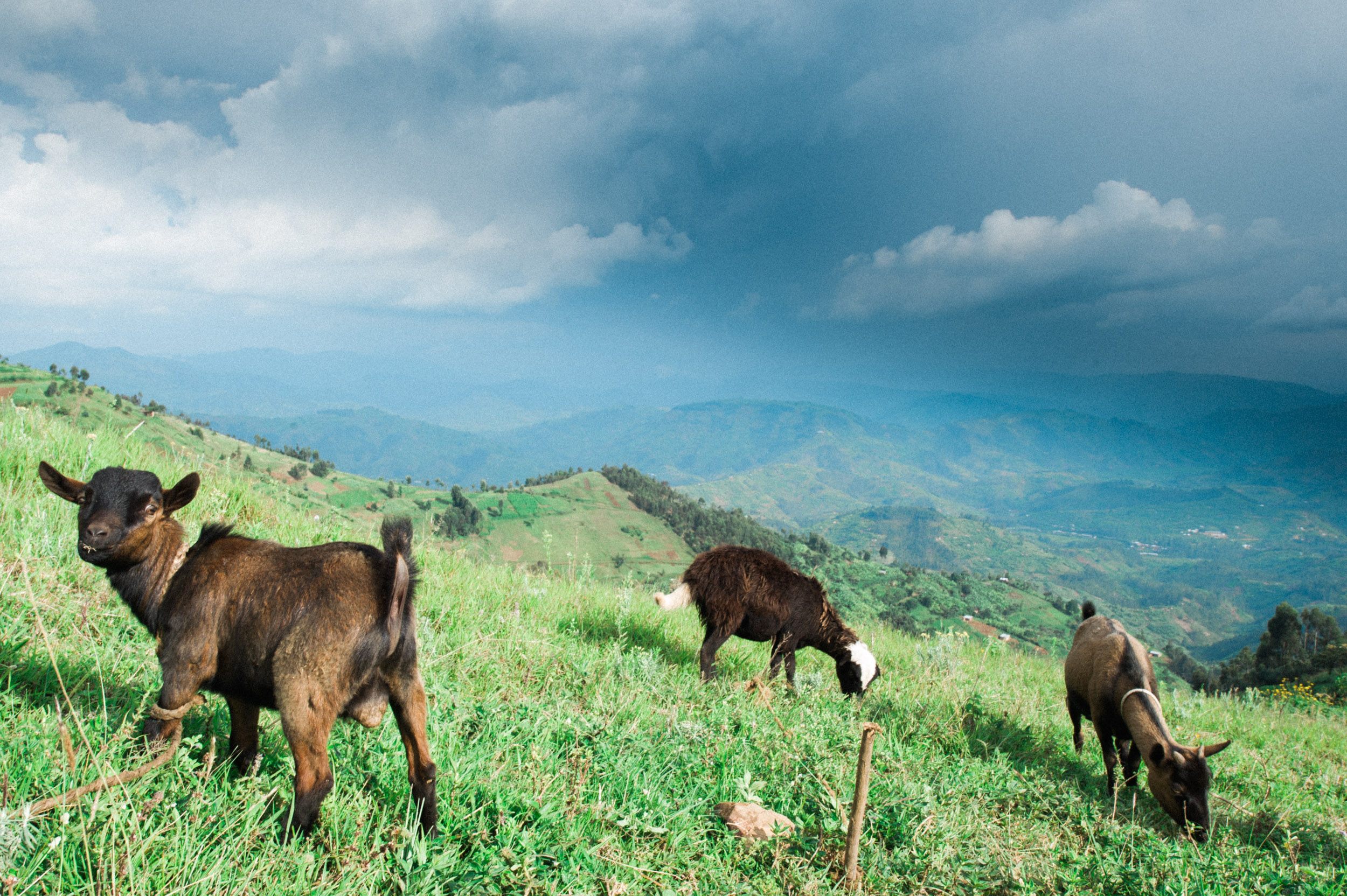  Goats graze on one of the high hills of northern Rwanda. 