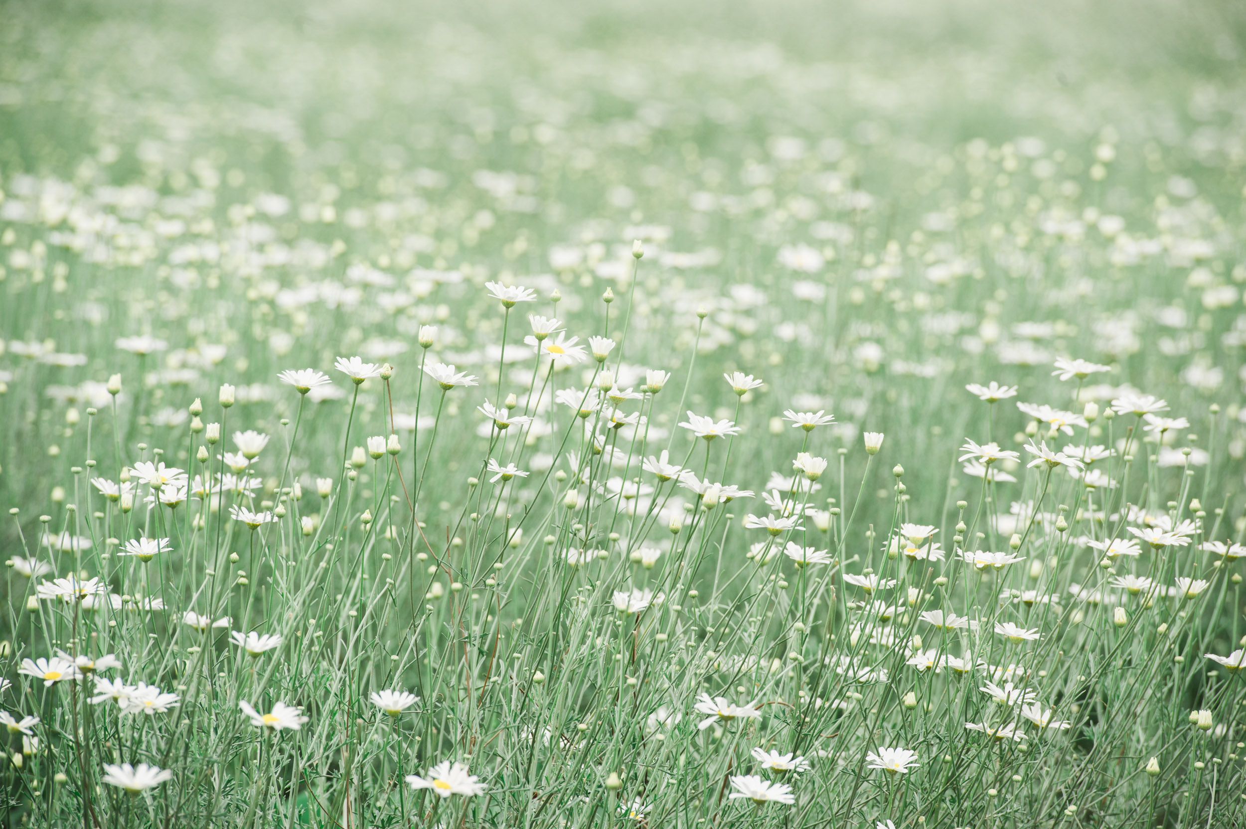  One of just four major countries that grow pyrethrum, a flower refined into pesticide,&nbsp; Rwanda &nbsp;has rebuilt an industry that collapsed after the 1994 genocide. 