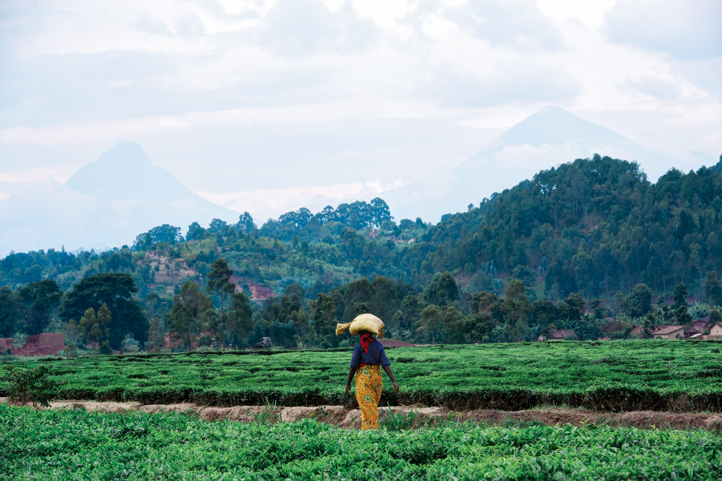  A woman walks through a large tea estate, two of the Virunga volcanoes looming ahead. 