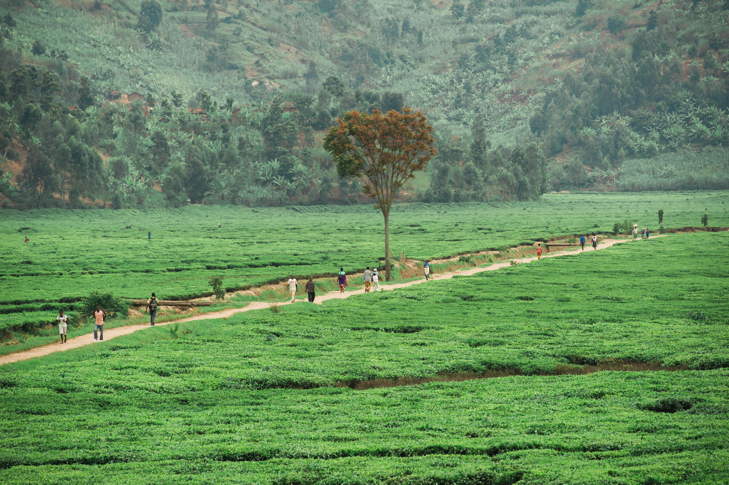  A well traveled path cuts through a large tea estate, northern Rwanda. 