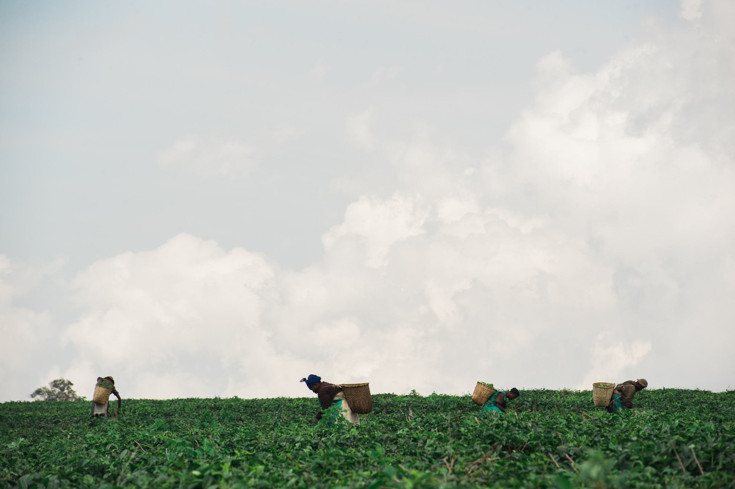  Workers on the massive Gisakura Tea Plantation, bordering Nyungwe Rainforest in the south. 