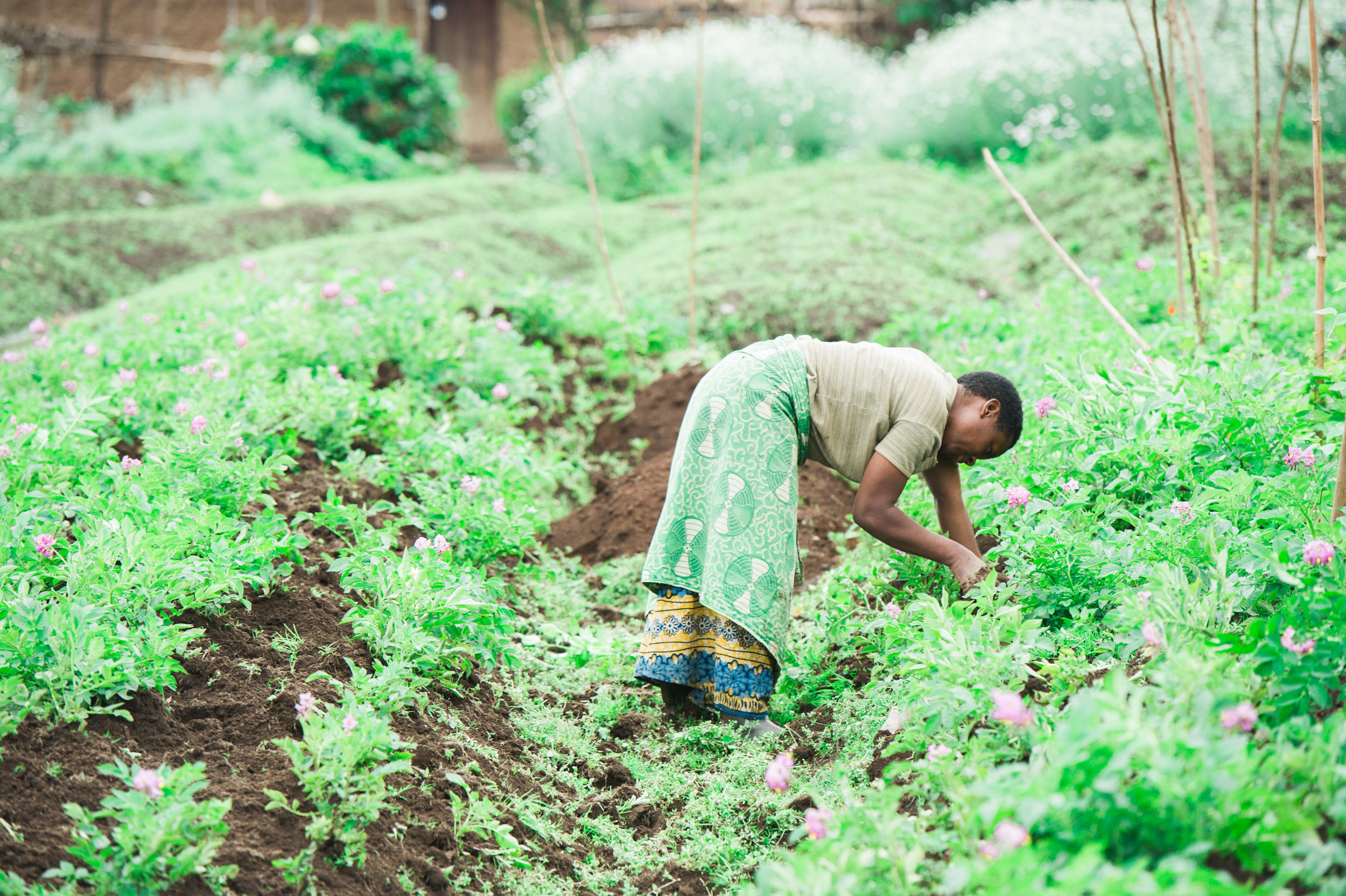  A woman workers the rich volcanic soil of the northern volcano belt. 