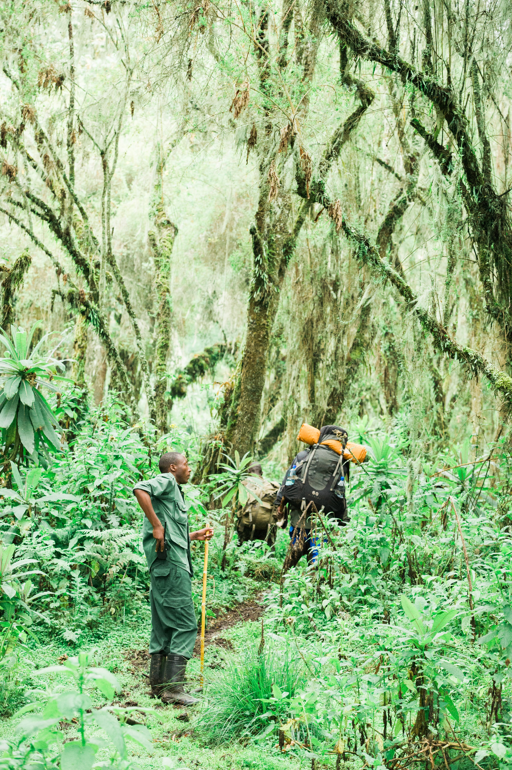  Our guide rests while porters walk ahead through the dense forests of Mount Karisimbi, Rwanda's largest volcano at 14,700 feet. 