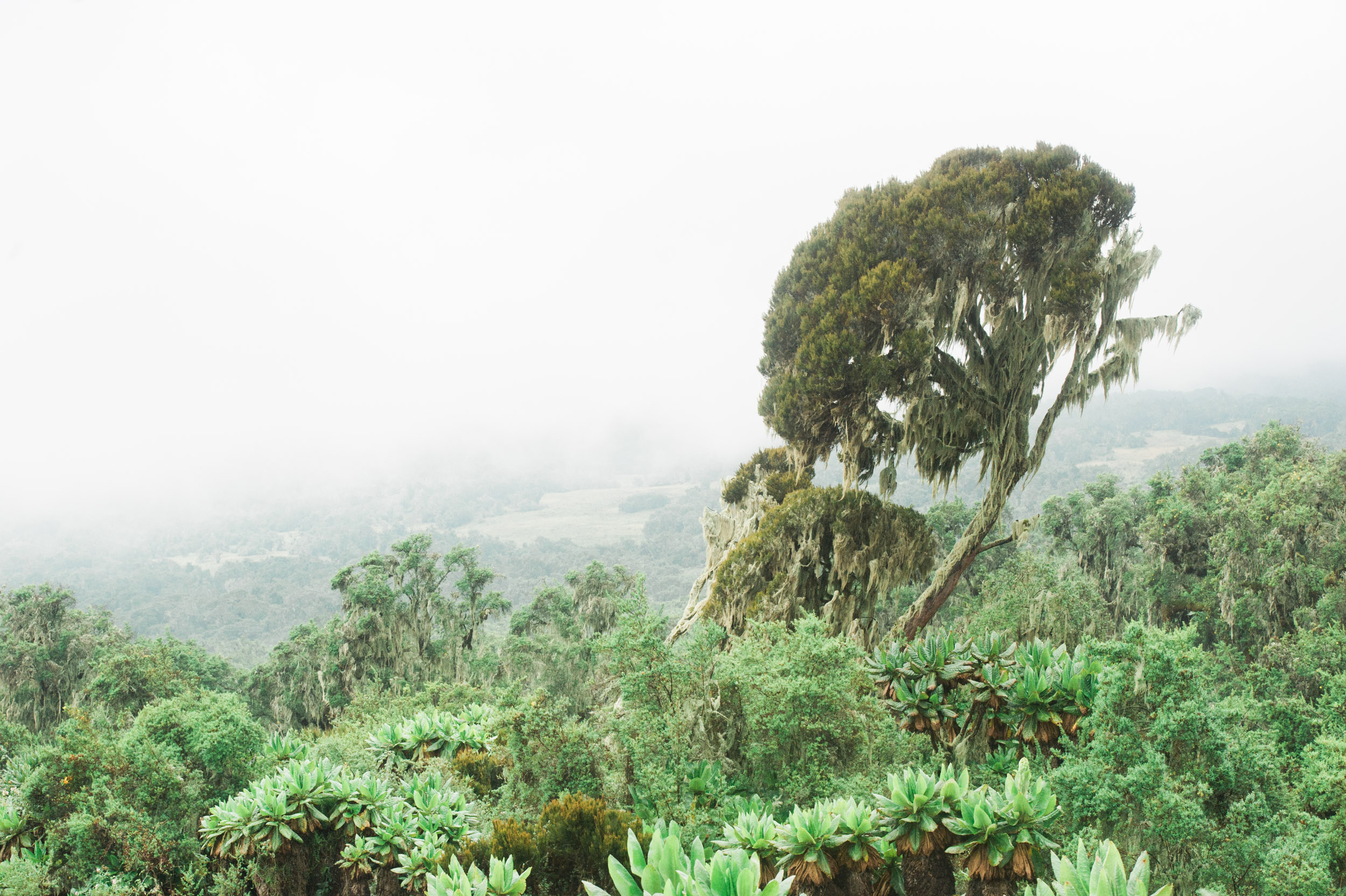  Near the summit of Mount Karisimbi, which rises over 14,700 feet. 