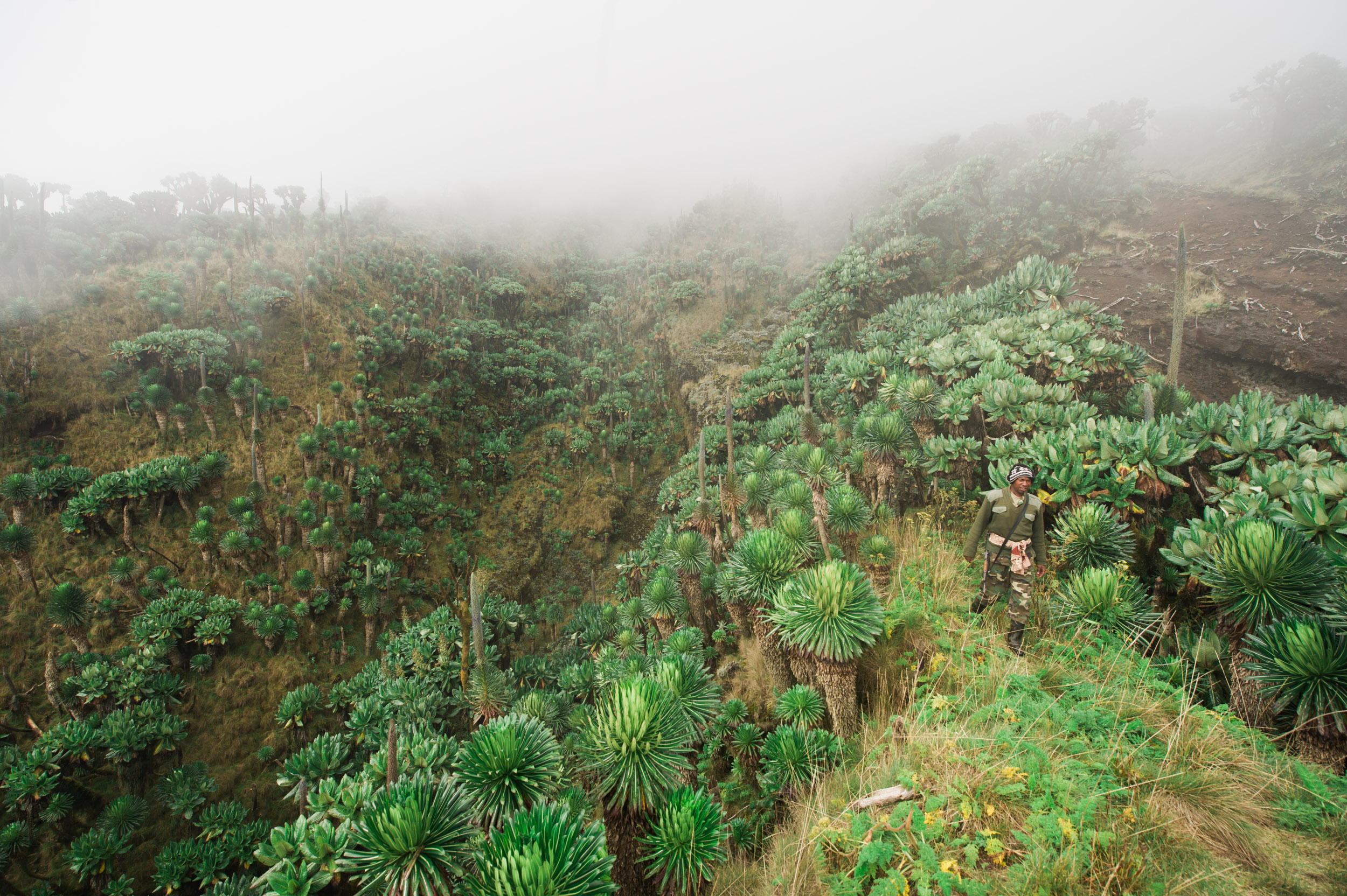  A soldier walks down a ridgeline near the summit of Mount Karisimbi among Dr. Seuss-like vegetation. 
