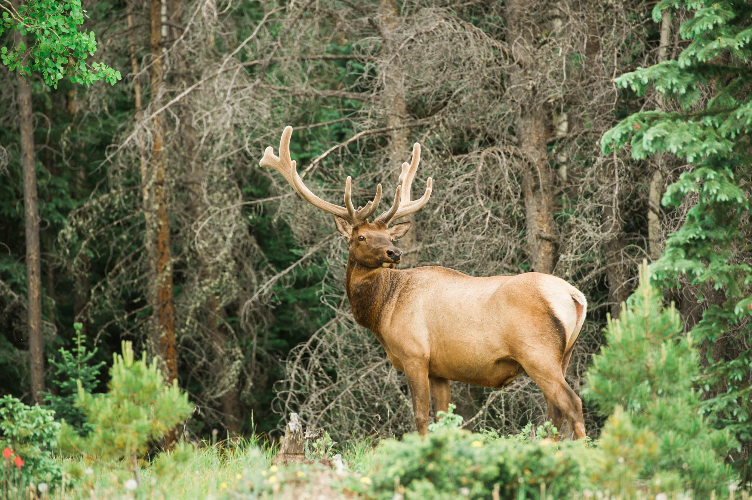 Camp Timberline-25.jpg