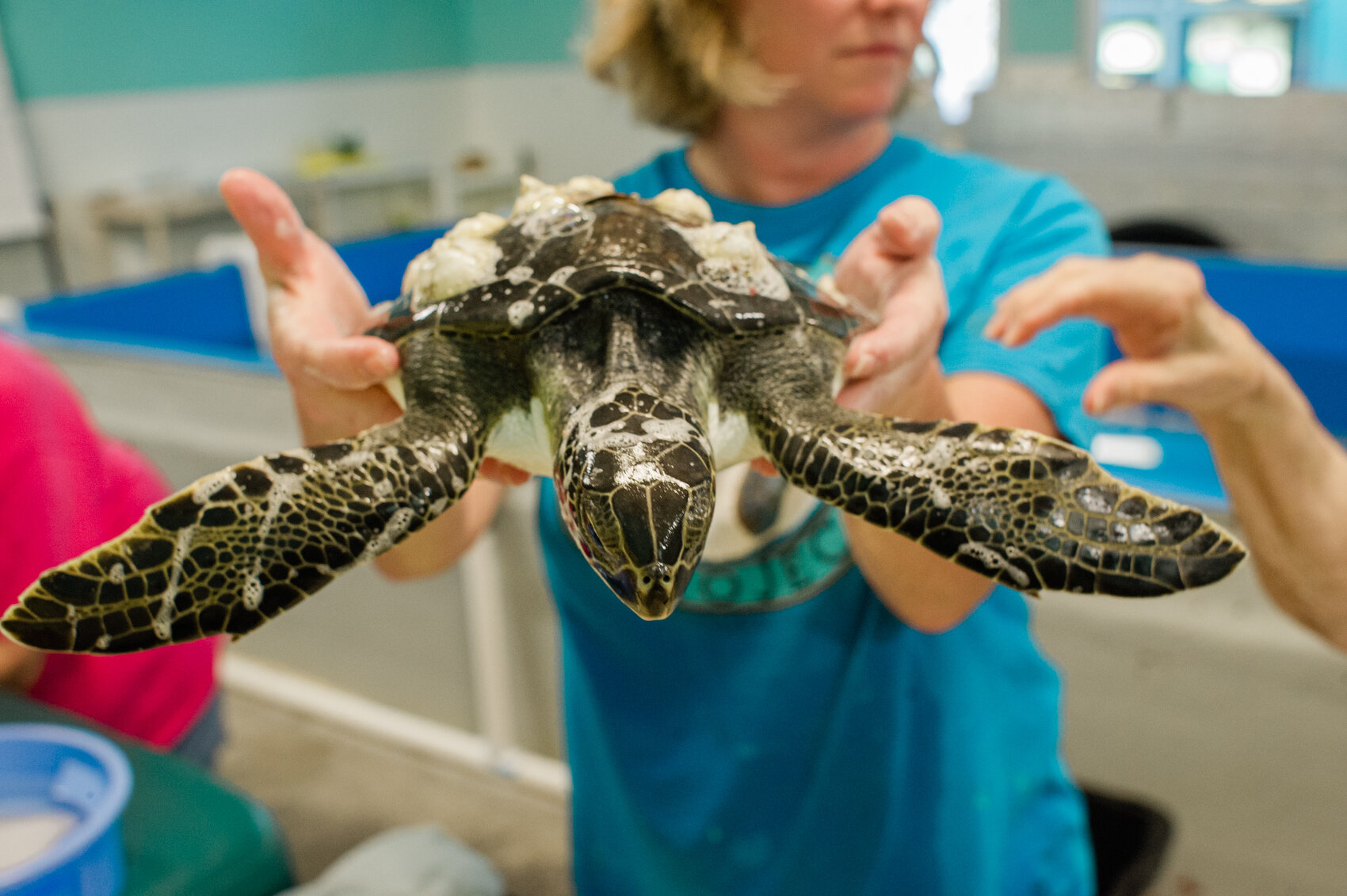  Volunteers at the Karen Beasley Rescue &amp; Rehabilitation Center  are taught to carefully hold a turtle that had received two bites from an unknown predator. "This could possibly be a full-thickness bite, meaning it goes through from one side to t