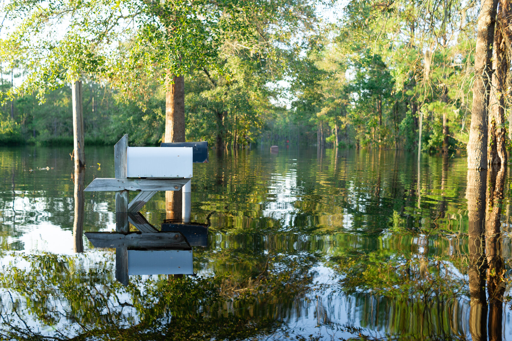  A flooded neighborhood on Alexis Hales Road near the Black River in Currie, North Carolina, Wednesday, September 19, 2018. Much of Pender County flooded due to the slow-moving Hurricane Florence.  (Port City Daily photo | Mark Darrough) 