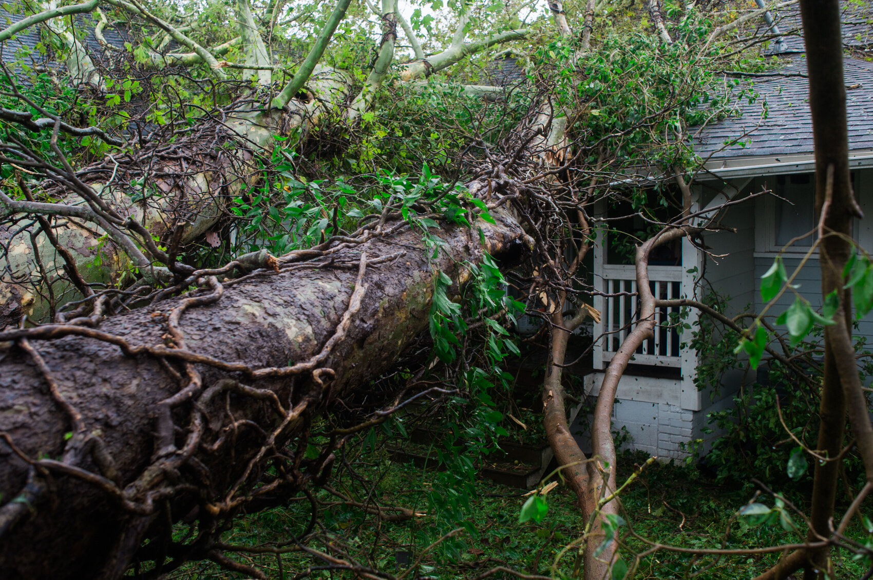  A tree rests on the damaged roof of a house in the Carolina Place neighborhood in Wilmington during the calm between the inner bands of Hurricane Florence Friday morning, September 14, 2018. (Port City Daily photo/Mark Darrough) 