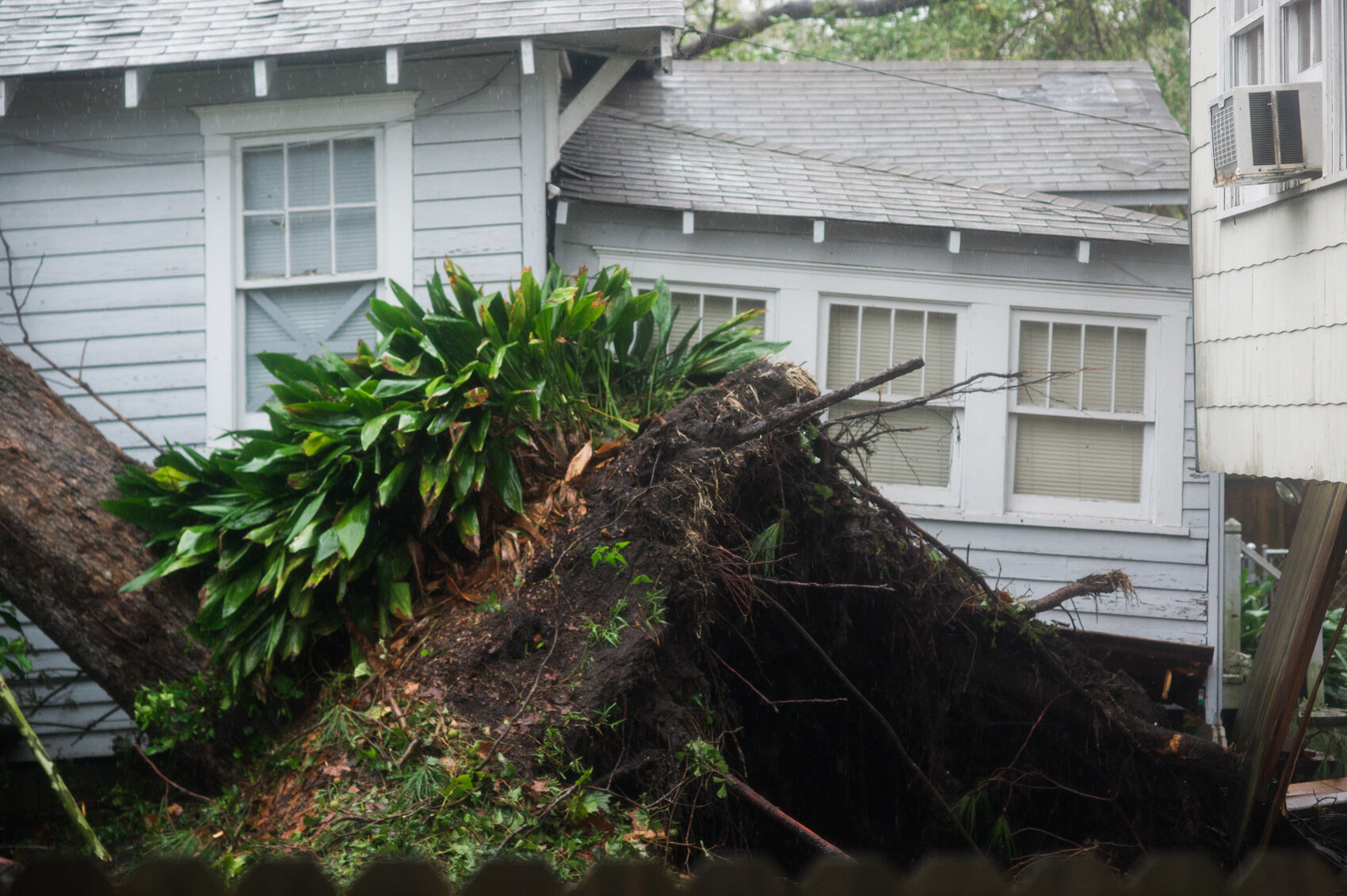  An uprooted tree shows severe damage to the foundation of a home during the calm between the inner bands of Hurricane Florence Friday morning, September 14, 2018. (Port City Daily photo/Mark Darrough) 